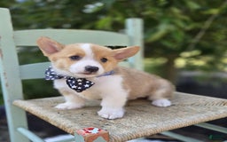 Welsh Corgi Pembroke dogs for sale: Tyler - Image 1