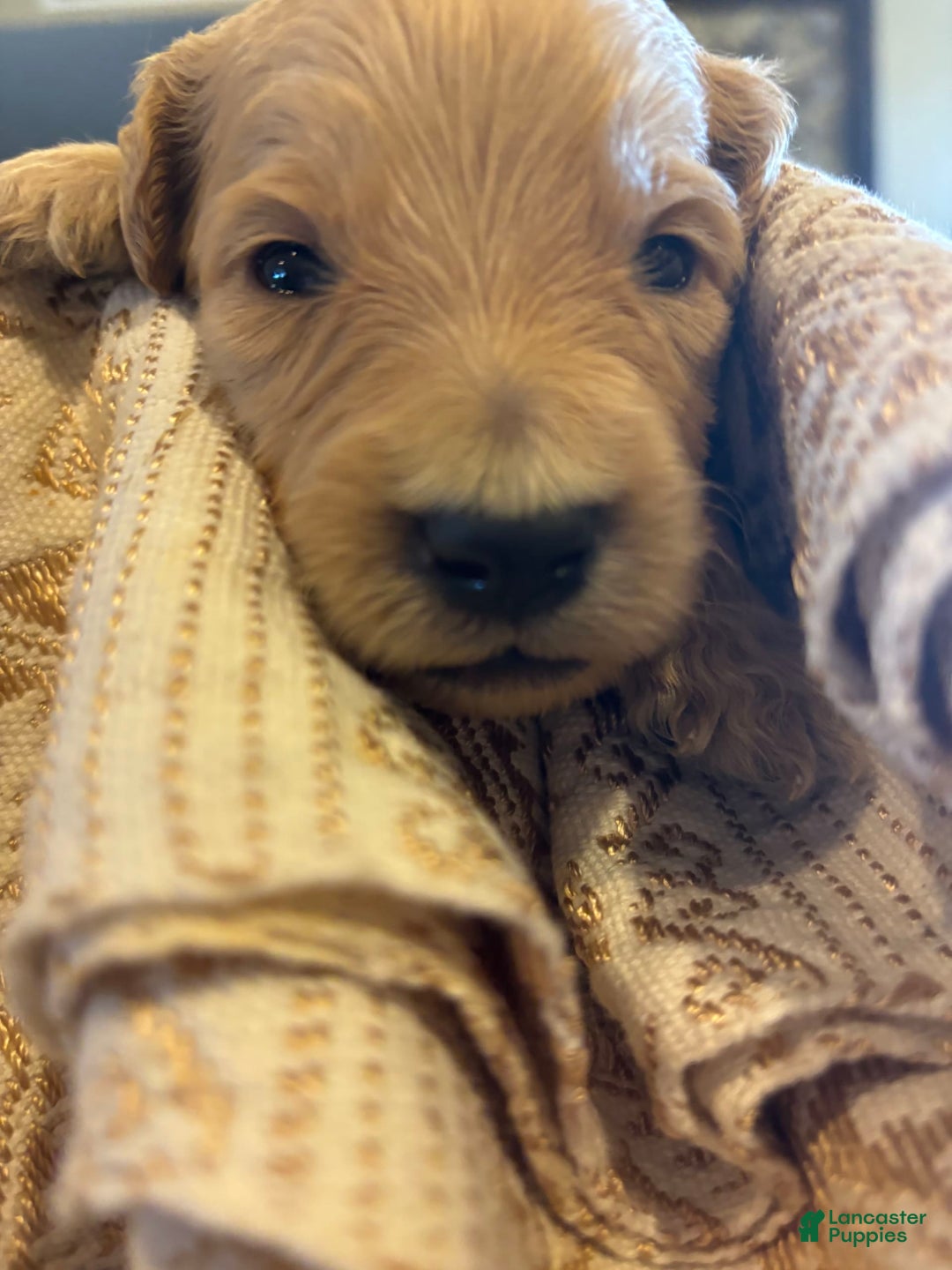 Goldendoodle dogs for sale: Prince Teddy - Image 2