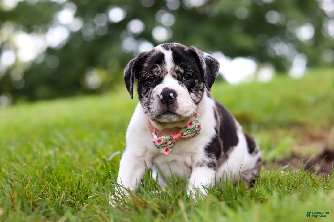 Beabull dogs for sale: Carrie - Image 5