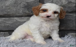 Cavapoo dogs for sale: Archie - Image 1