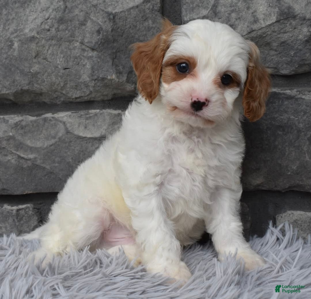 Cavapoo dogs for sale: Archie - Image 1