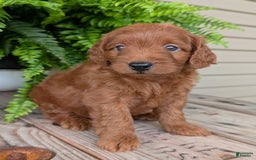 Mini Goldendoodle dogs for sale: Mini-logan - Image 12