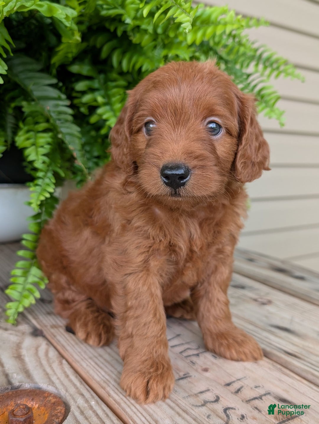 Mini Goldendoodle dogs for sale: Mini-logan - Image 12