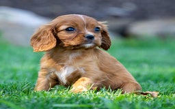 Cavalier King Charles Spaniel dogs for sale: Cleo - Image 1