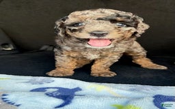 Miniature Poodle dogs for sale: Shaggy - Image 6