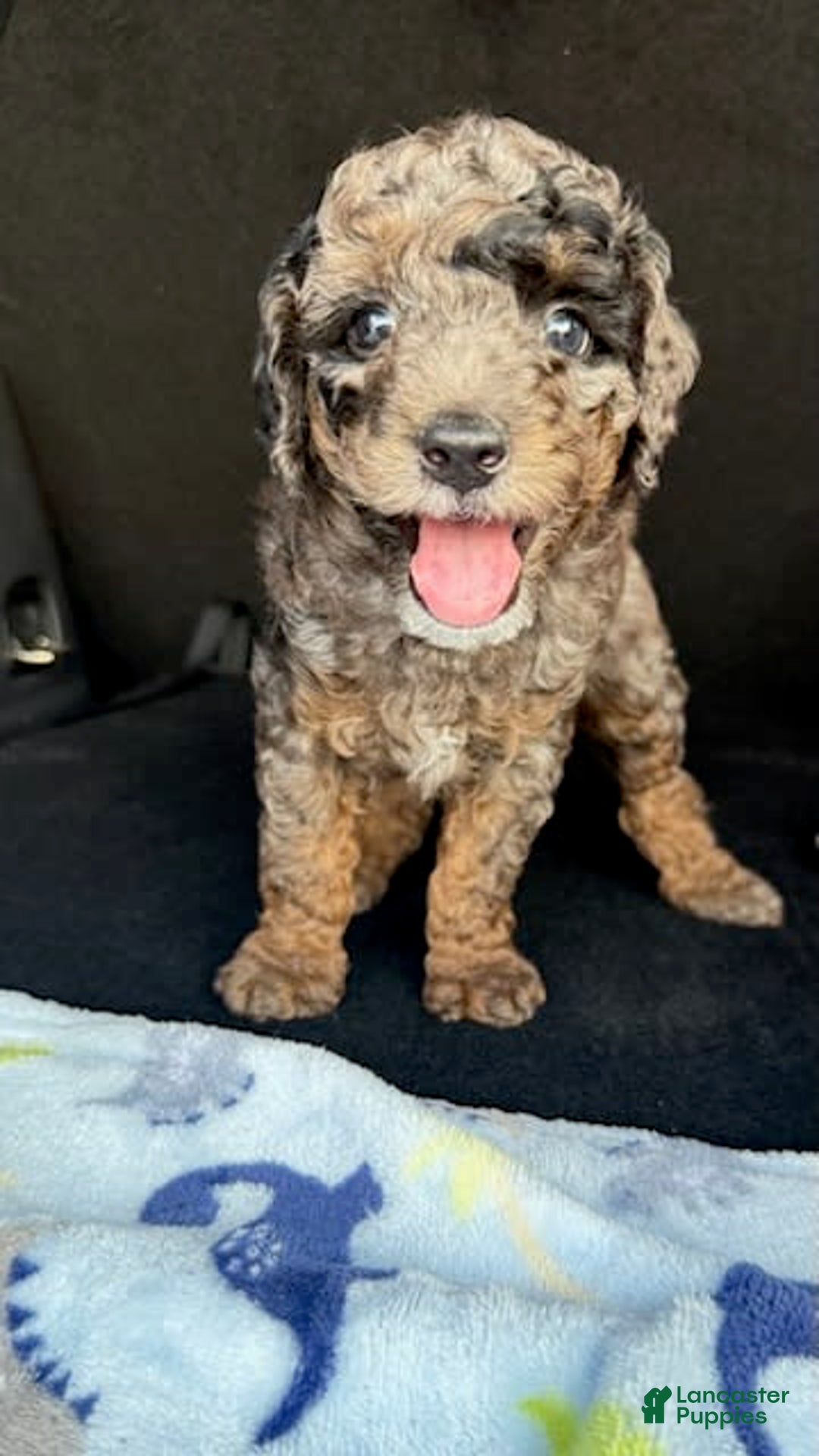 Miniature Poodle dogs for sale: Shaggy - Image 6
