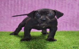 Catahoula Leopard Dog dogs for sale: Gabby 2025 F1 - Image 3