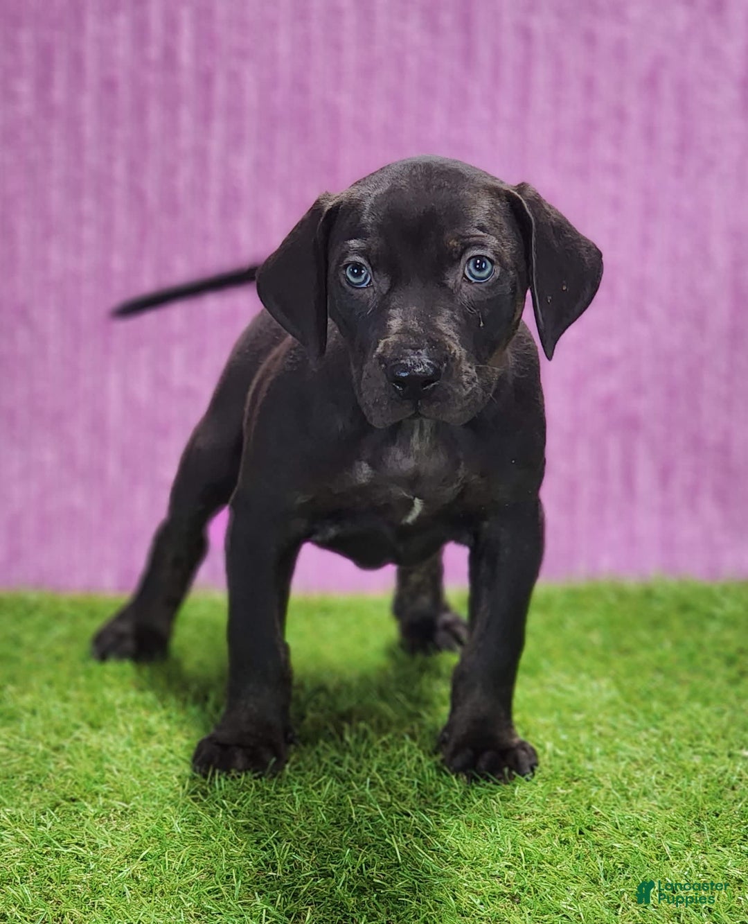 Catahoula Leopard Dog dogs for sale: Gabby 2025 F1 - Image 3