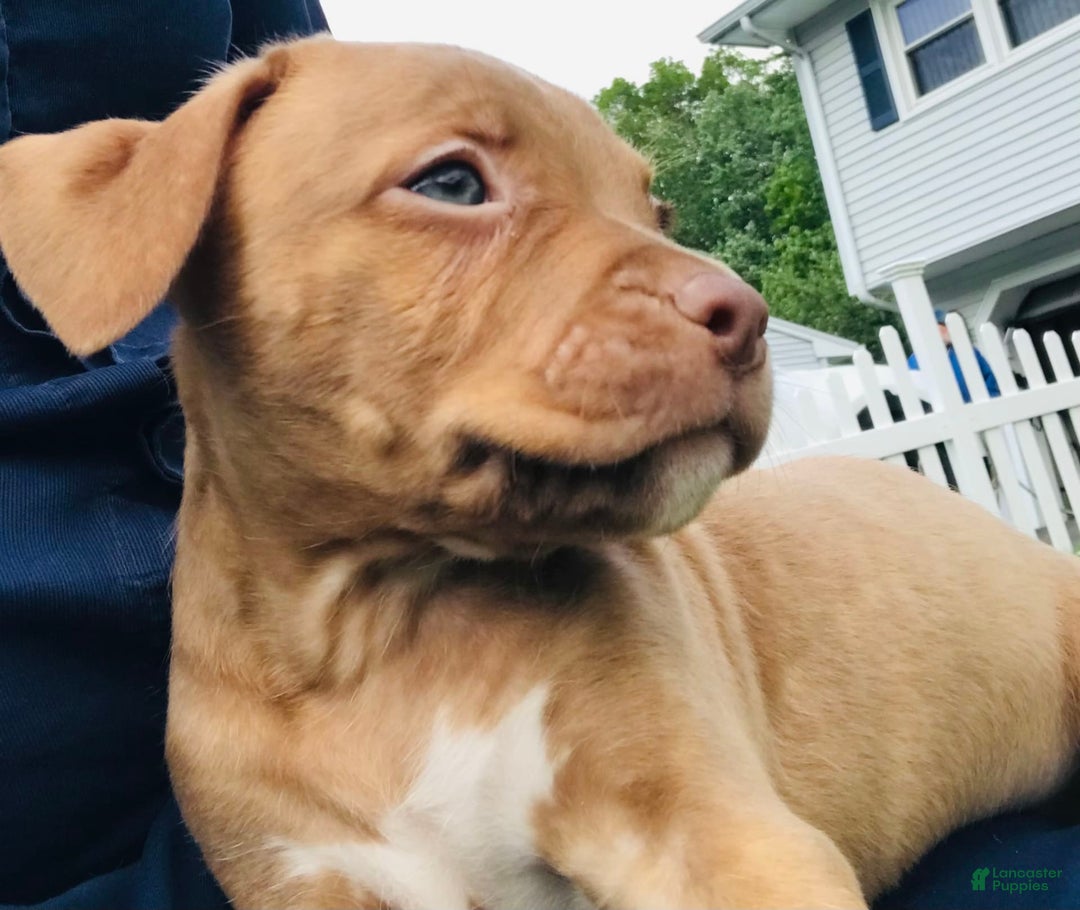 American Staffordshire Terrier dogs for sale: Fiyero - Image 6