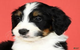 Bernedoodle dogs for sale: Lola - Image 3