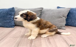 Saint Berdoodles dogs for sale: Leia - Image 4