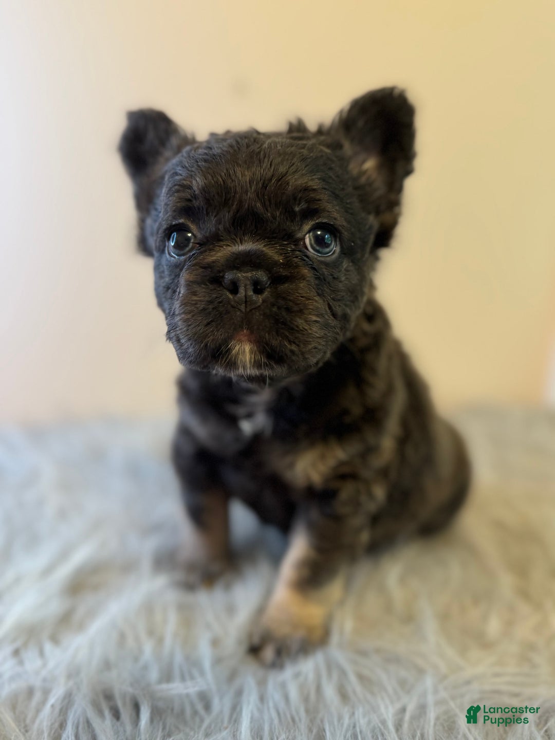 French Bulldog dogs for sale: Monica - Image 4