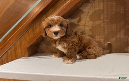 Cavapoo dogs for sale: Jake - Image 1