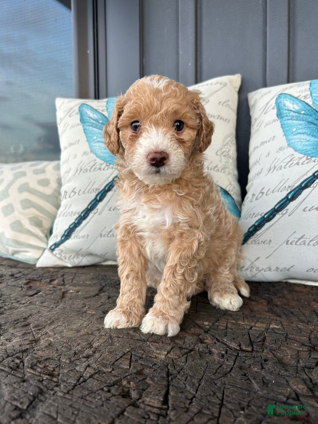 Aussiedoodle dogs for sale: Cane - Image 1