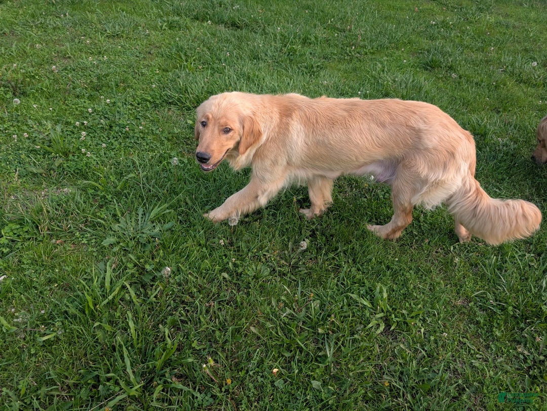 Golden Retriever dogs for sale: Leo - Image 13