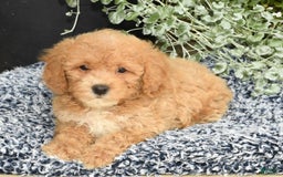 Bichpoo dogs for sale: Shelly - Image 5