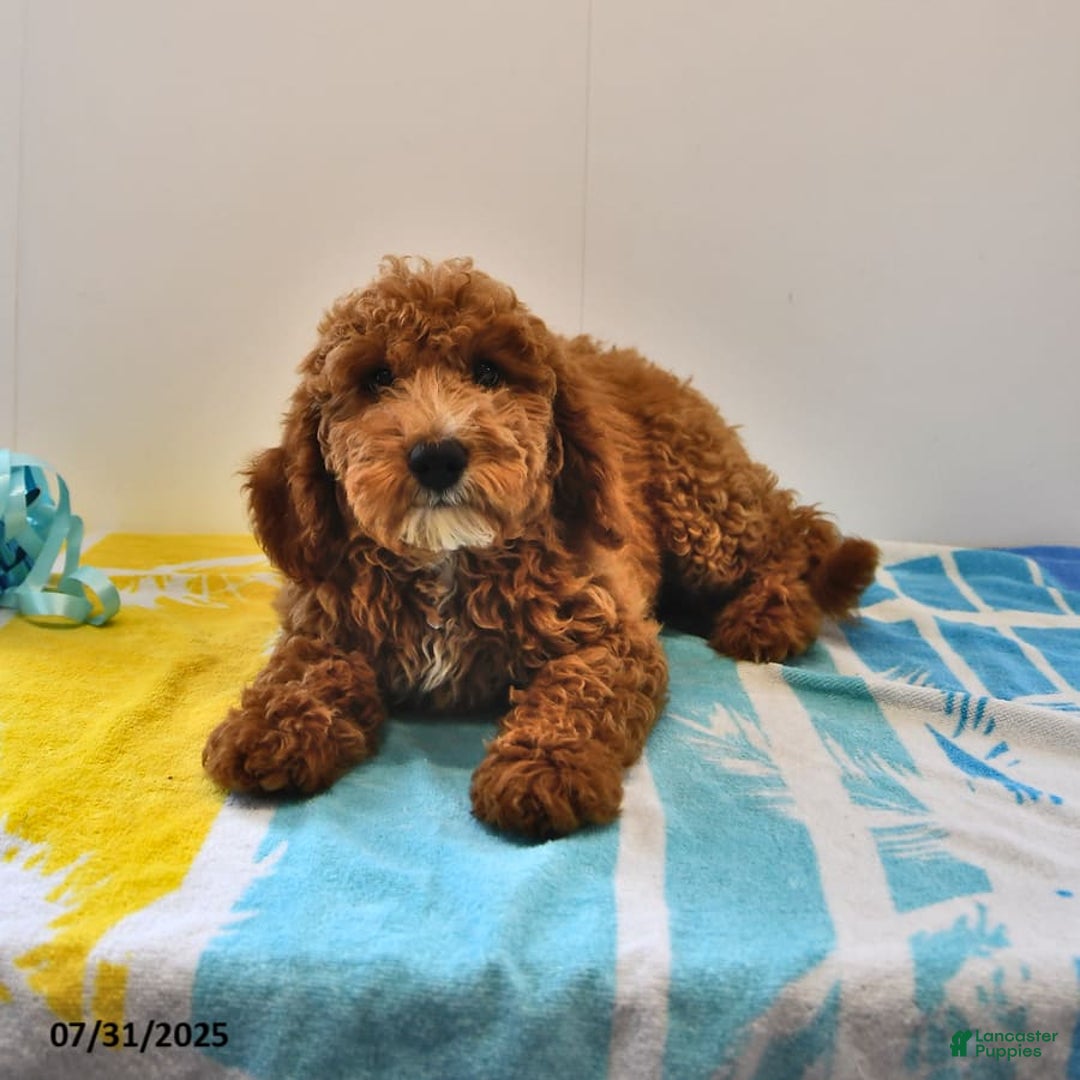 Mini Goldendoodle dogs for sale: Dakota - Image 6