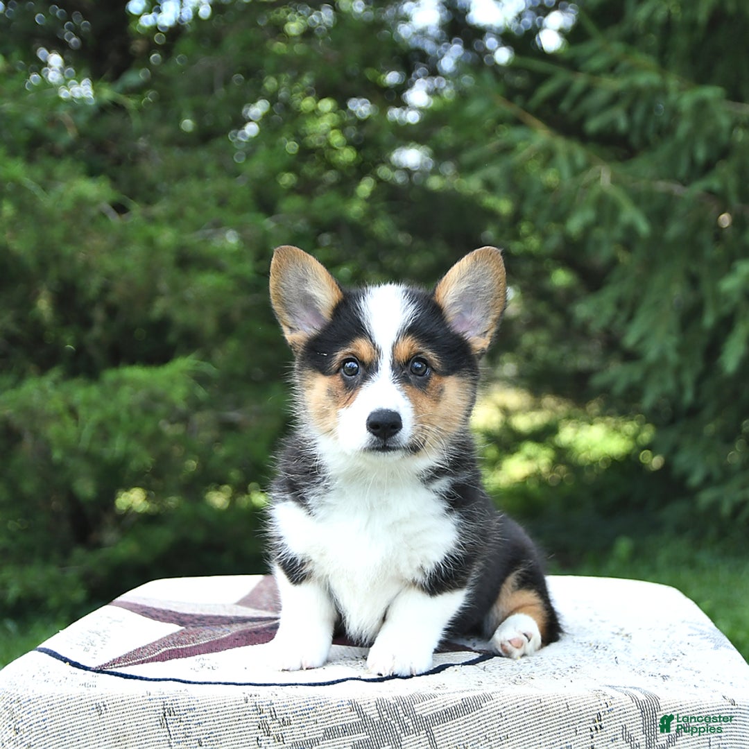 Welsh Corgi Pembroke dogs for sale: Tiffany - Image 5