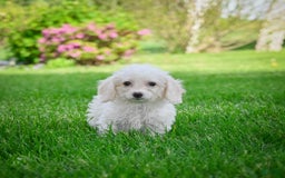 Bichpoo dogs for sale: Betty - Image 4