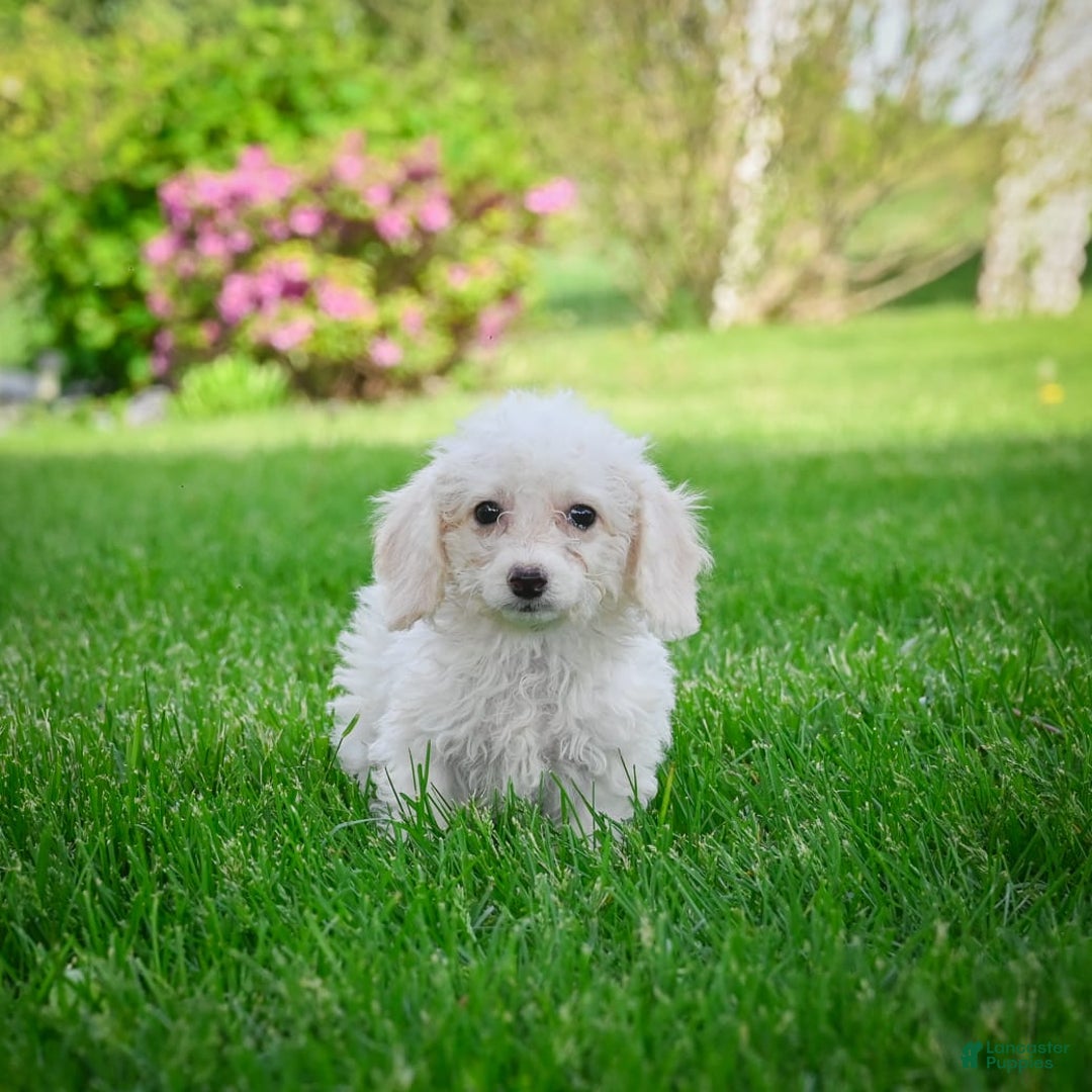 Bichpoo dogs for sale: Betty - Image 4