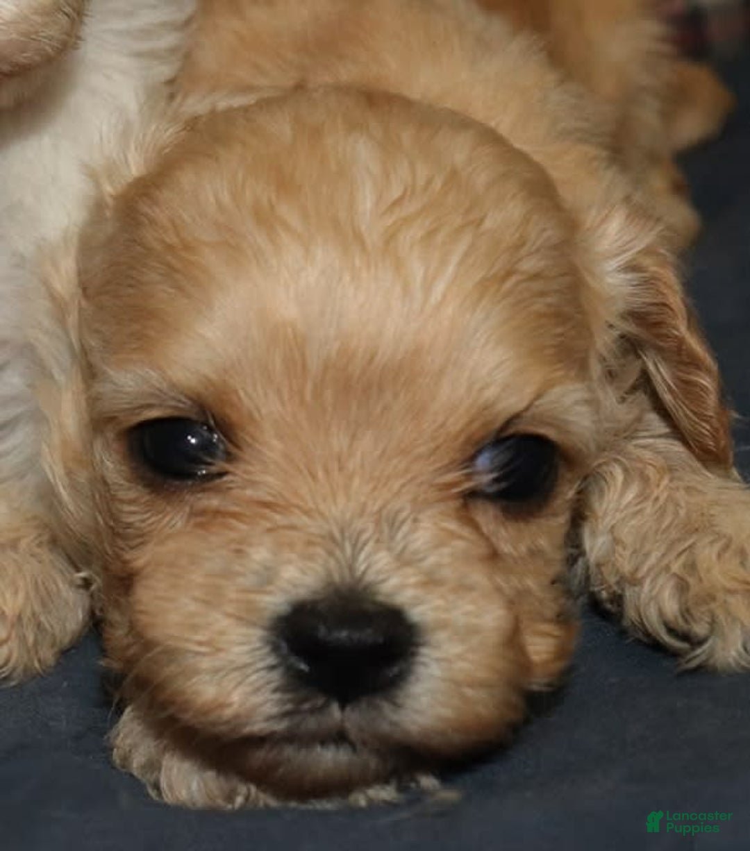 Cavachon dogs for sale: Hanna Female 3 - Image 1