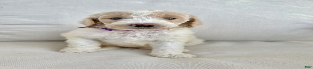 Rosi