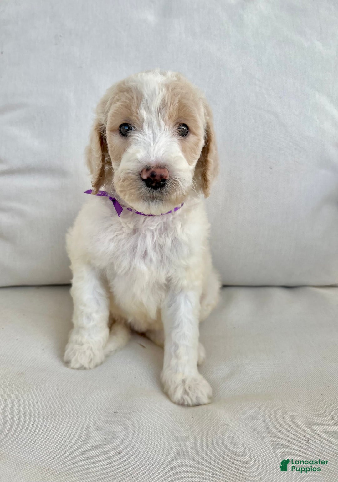 Labradoodle dogs for sale: Rosi - Image 3