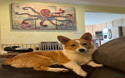 Welsh Corgi Pembroke dogs for sale: Yellow - Image 3