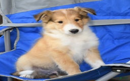 Collie dogs for sale: Paul - Image 6
