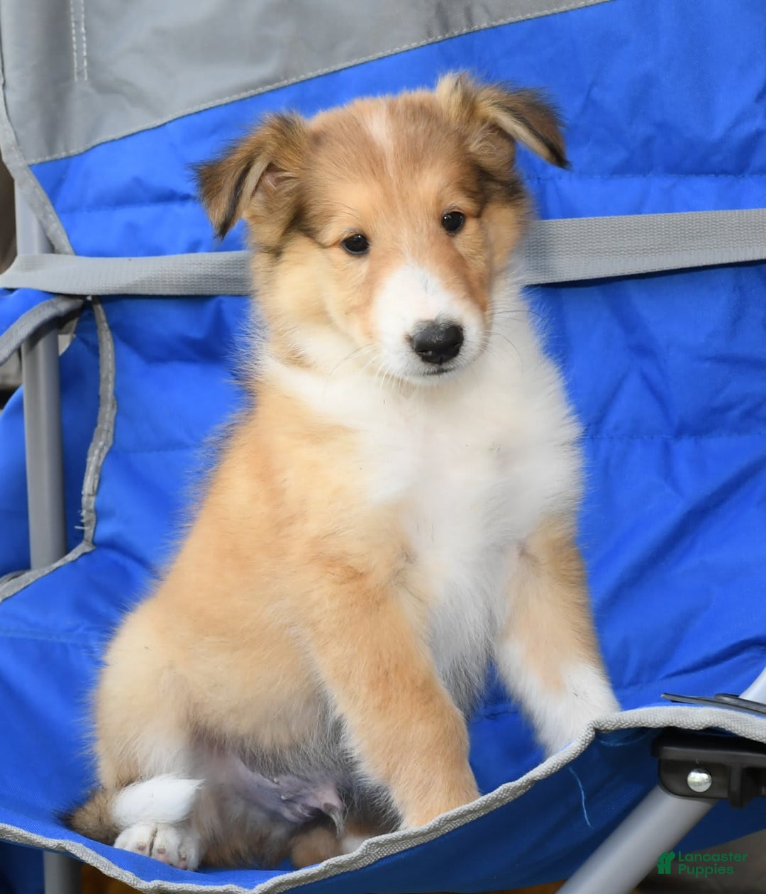 Collie dogs for sale: Paul - Image 6