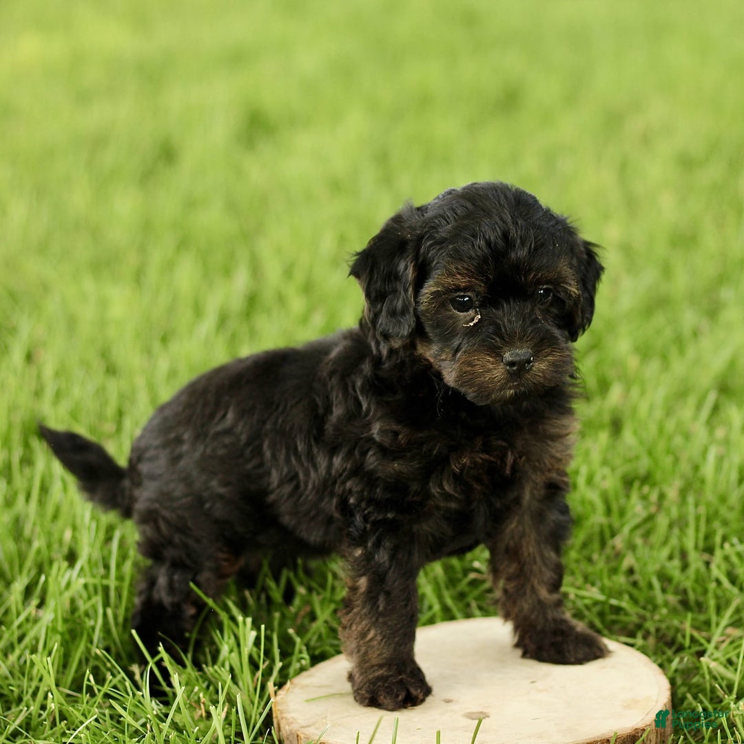 Havapoo dogs for sale: Max - Image 6