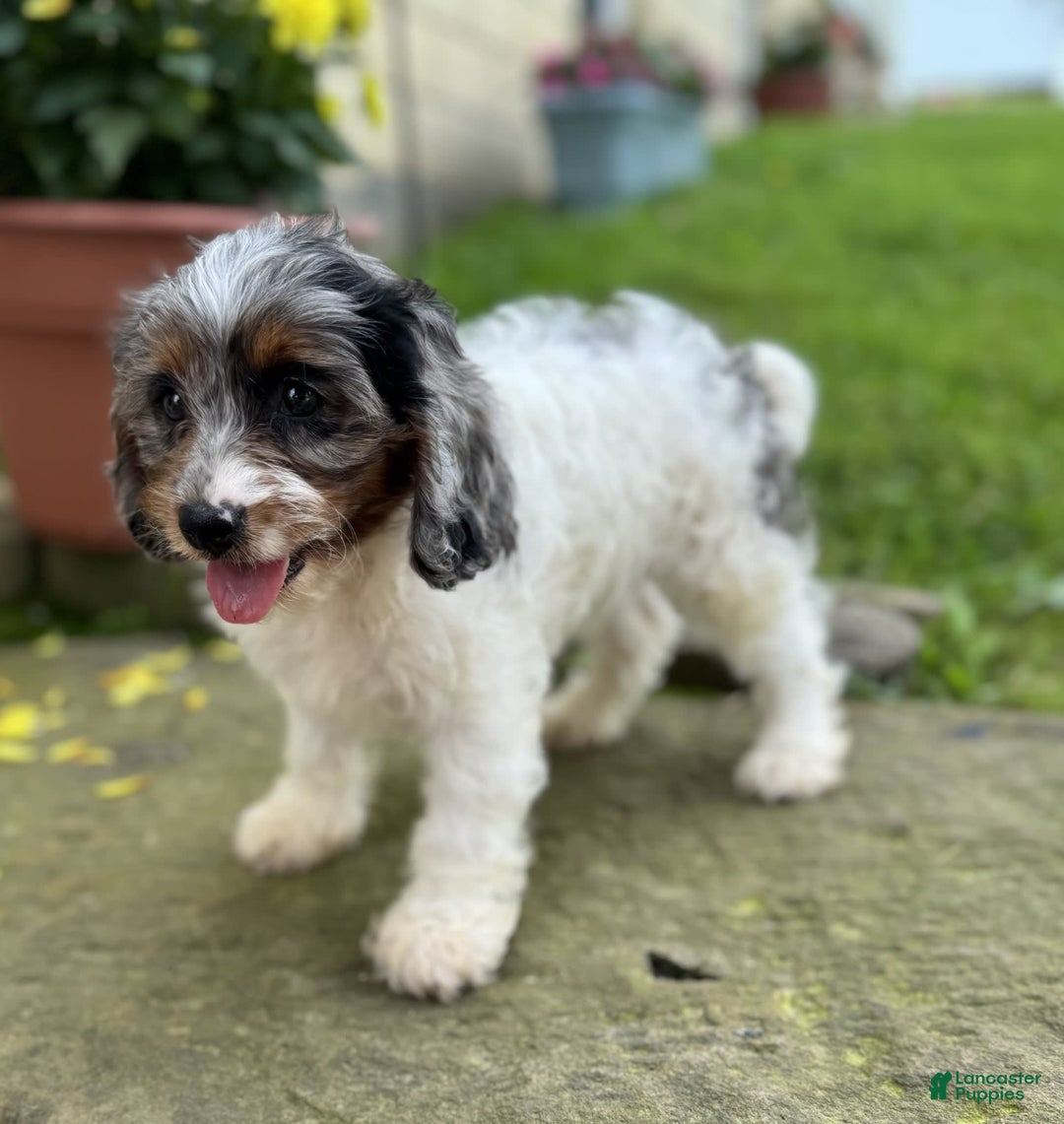 Cavapoo dogs for sale: Violet - Image 6