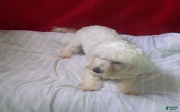Maltese dogs for sale: Jackie - Image 1