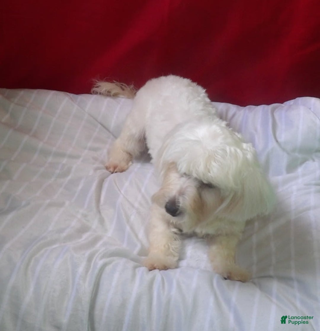Maltese dogs for sale: Jackie - Image 1