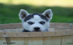 Gerberian Shepsky dogs for sale: Sandy - Image 1