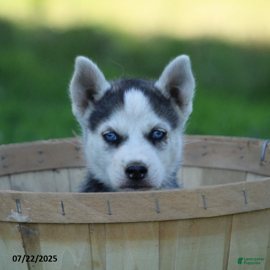Gerberian Shepsky dogs for sale: Sandy - Image 1