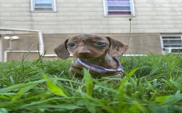 Miniature Dachshund dogs for sale: Cheddar - Image 2