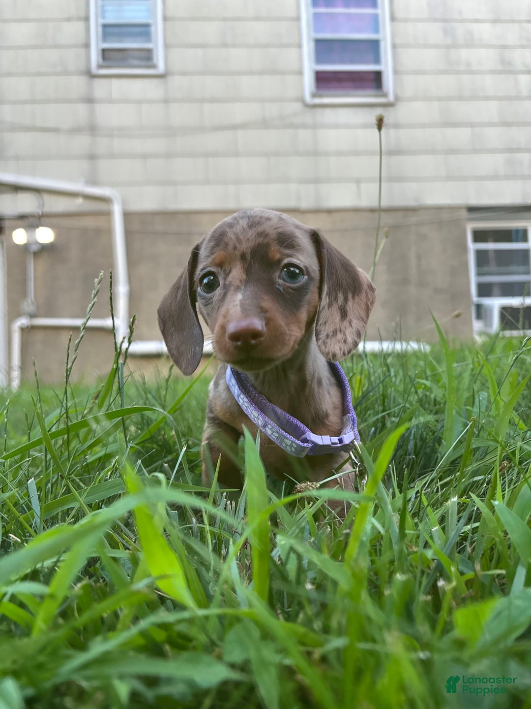 Miniature Dachshund dogs for sale: Cheddar - Image 2