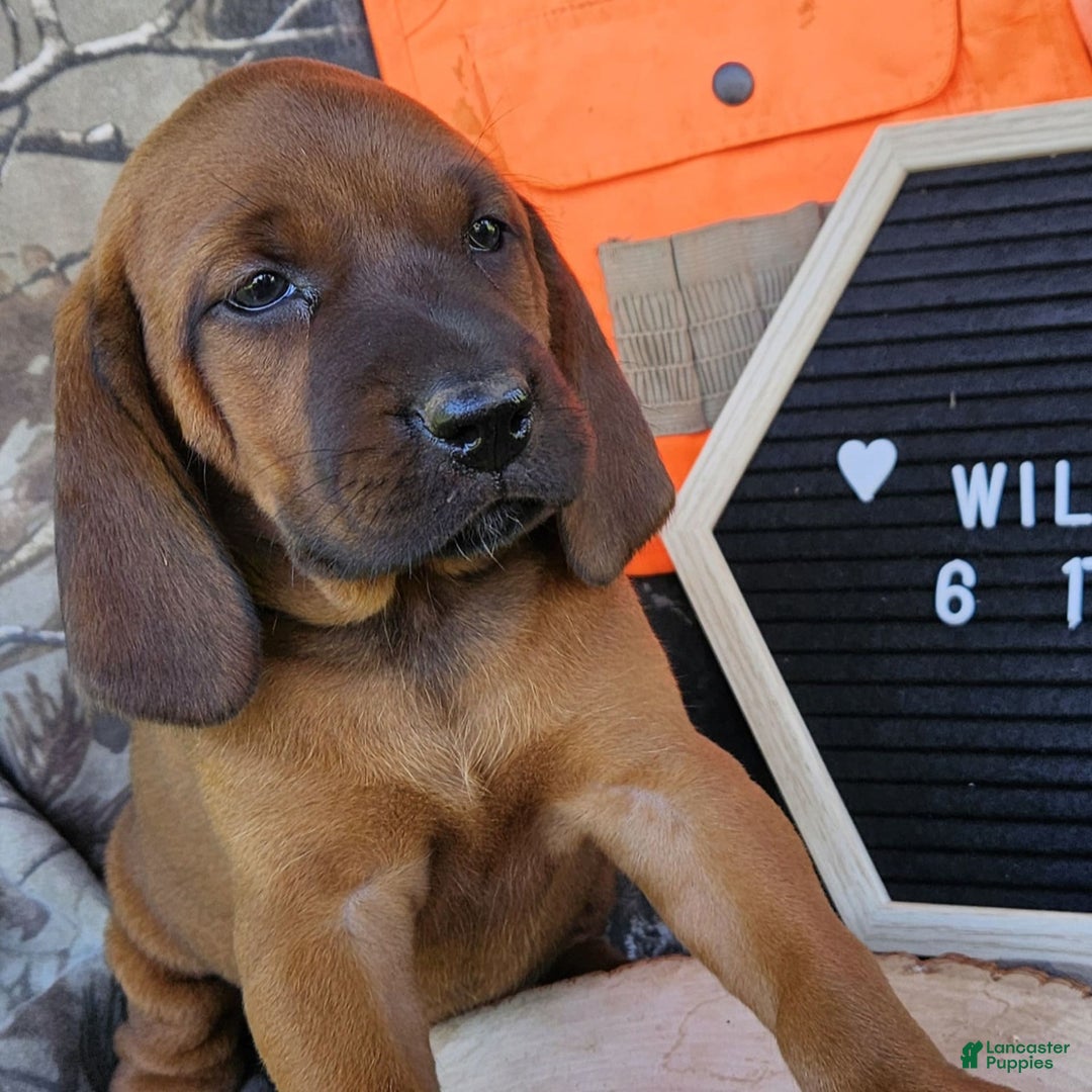 Redbone Coonhound dogs for sale: Willow - Image 1
