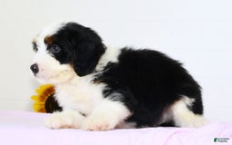 Mini Bernedoodle dogs for sale: Theo - Image 5