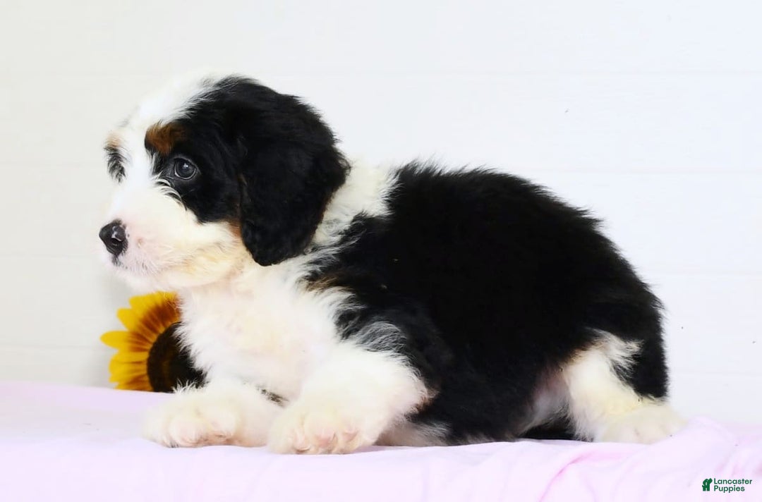 Mini Bernedoodle dogs for sale: Theo - Image 5