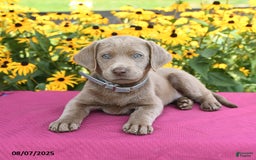 Labrador Retriever dogs for sale: Clover - Image 3
