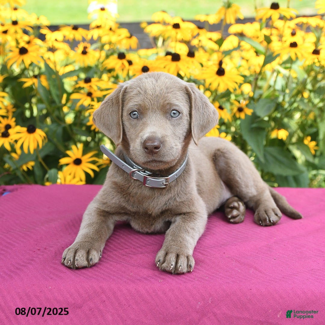 Labrador Retriever dogs for sale: Clover - Image 3