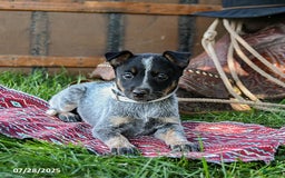 Australian Cattle Dog dogs for sale: Cream Sickle - Image 4