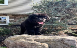 Newfoundland dogs for sale: Amara - Image 3