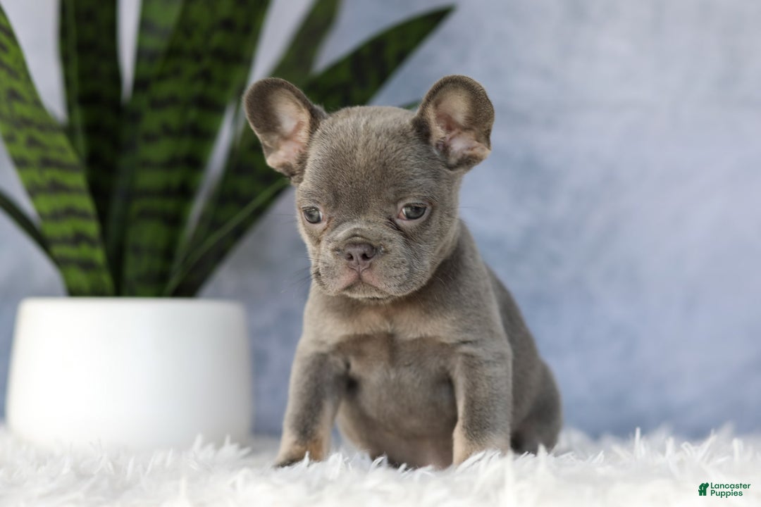 French Bulldog dogs for sale: Ember - Image 4
