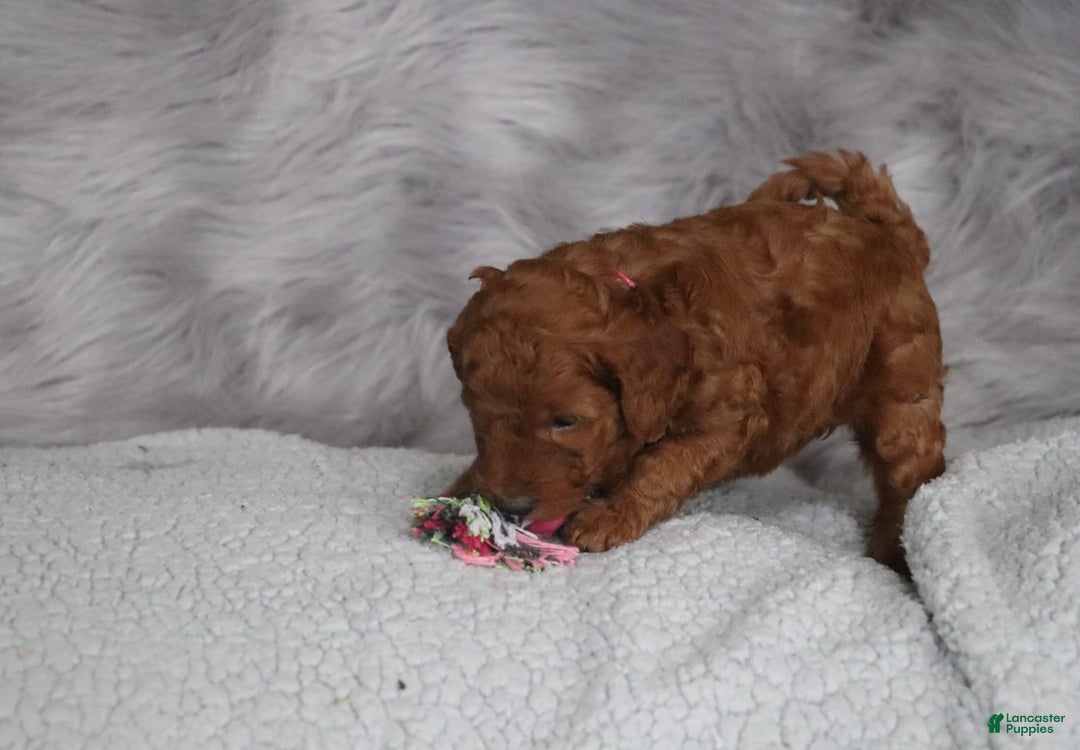 Mini Goldendoodle dogs for sale: Cinnamon - Image 14
