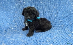Morkie dogs for sale: Colt - Image 1