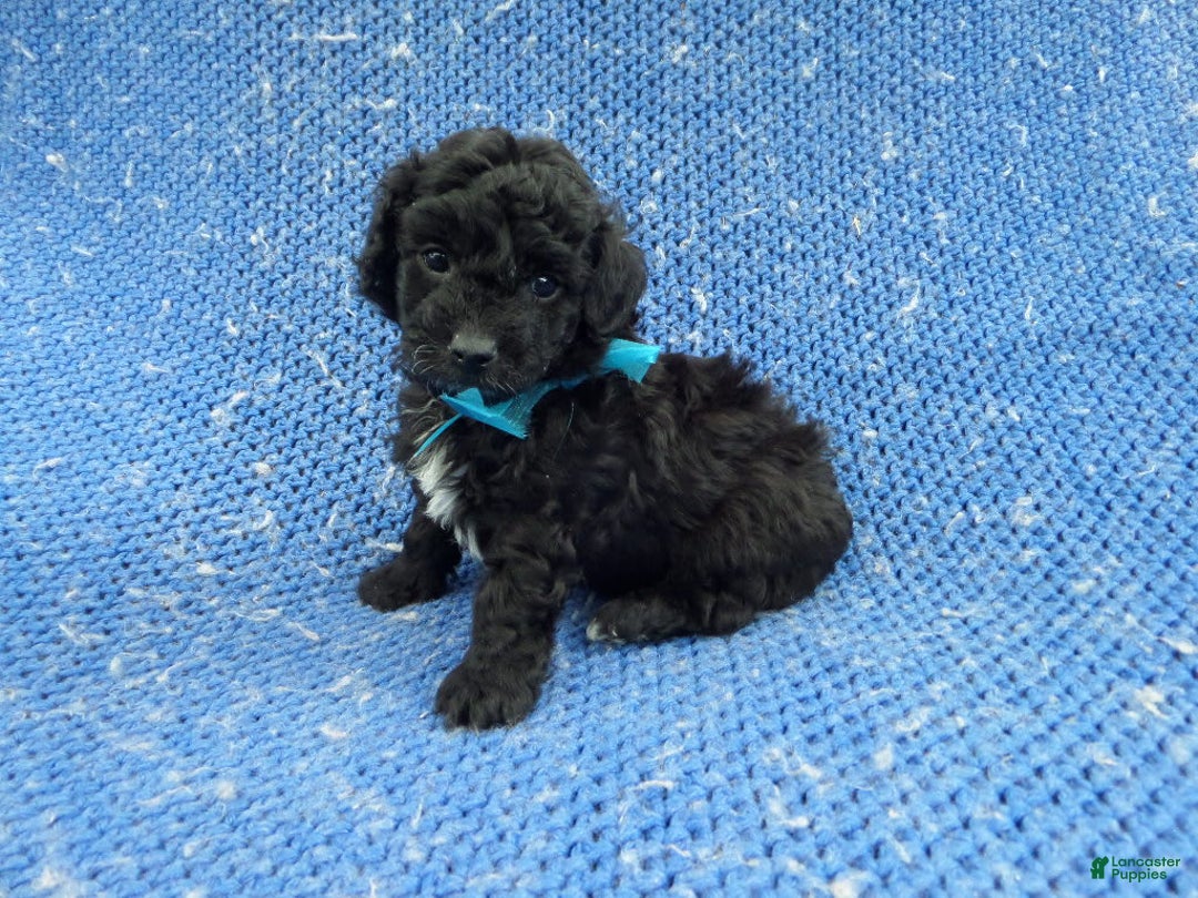 Morkie dogs for sale: Colt - Image 1