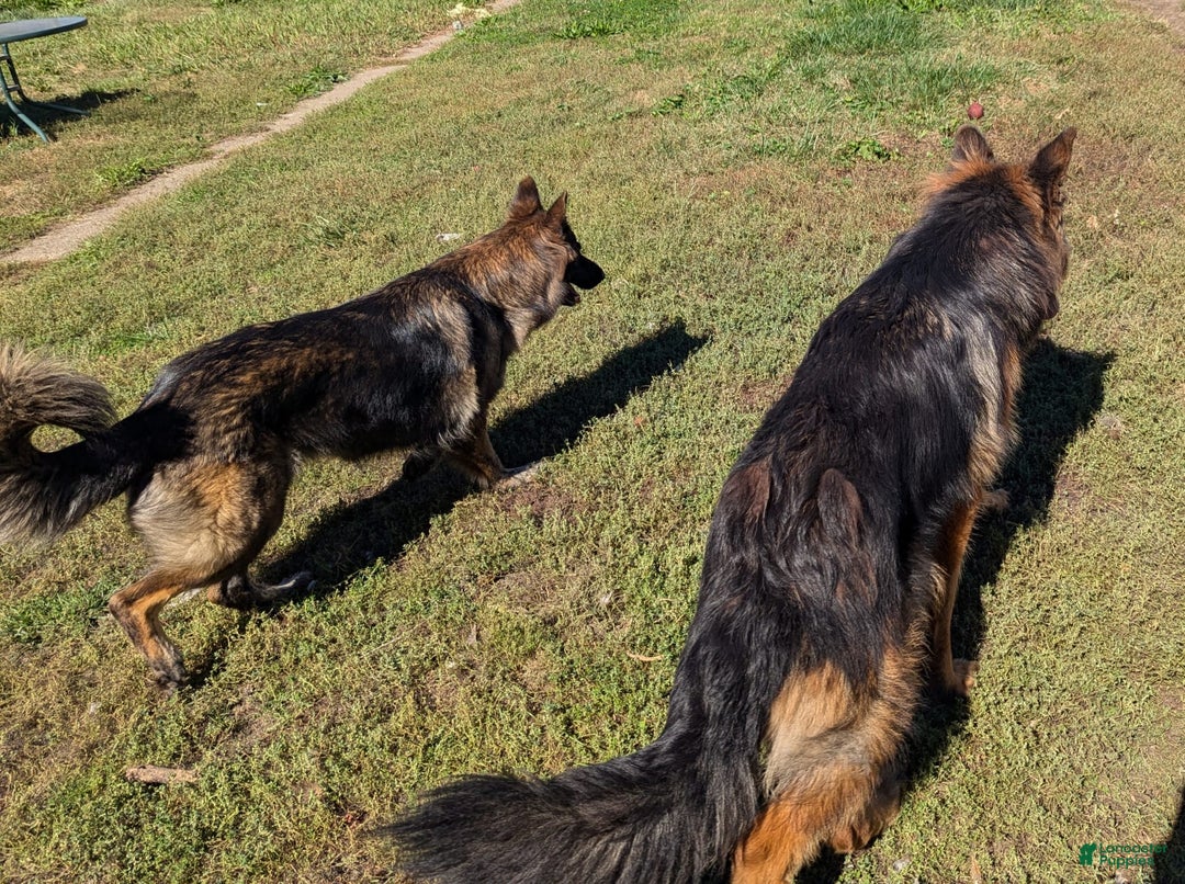 German Shepherd dogs for sale: Jesse - Image 4